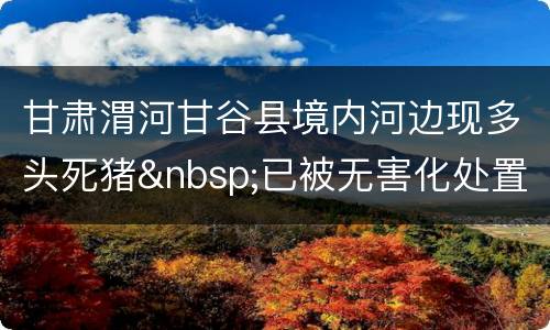 甘肃渭河甘谷县境内河边现多头死猪&nbsp;已被无害化处置