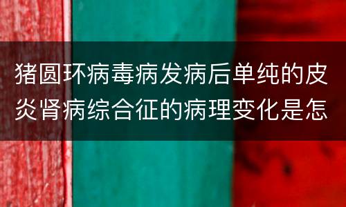 猪圆环病毒病发病后单纯的皮炎肾病综合征的病理变化是怎样的？
