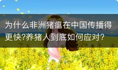 为什么非洲猪瘟在中国传播得更快?养猪人到底如何应对?