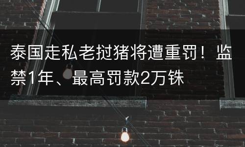 泰国走私老挝猪将遭重罚！监禁1年、最高罚款2万铢
