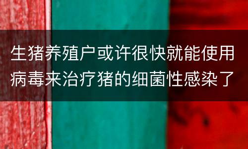 生猪养殖户或许很快就能使用病毒来治疗猪的细菌性感染了