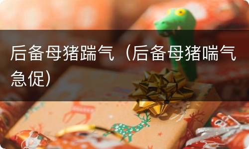 后备母猪踹气（后备母猪喘气急促）