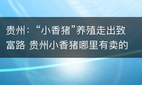 贵州：“小香猪”养殖走出致富路 贵州小香猪哪里有卖的