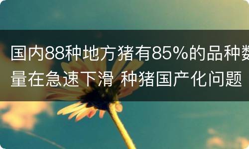 国内88种地方猪有85%的品种数量在急速下滑 种猪国产化问题亟需解