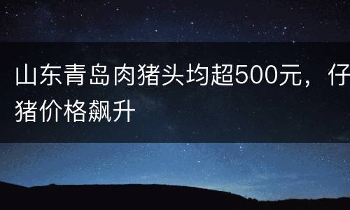 山东青岛肉猪头均超500元，仔猪价格飙升