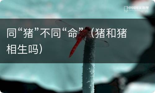 同“猪”不同“命”（猪和猪相生吗）