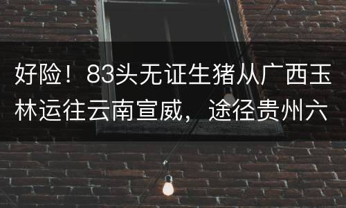 好险！83头无证生猪从广西玉林运往云南宣威，途径贵州六盘水被成