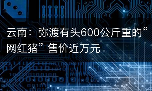 云南：弥渡有头600公斤重的“网红猪” 售价近万元