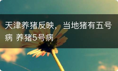 天津养猪反映，当地猪有五号病 养猪5号病