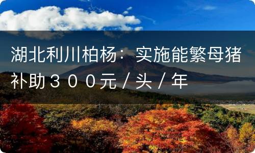 湖北利川柏杨：实施能繁母猪补助３００元／头／年