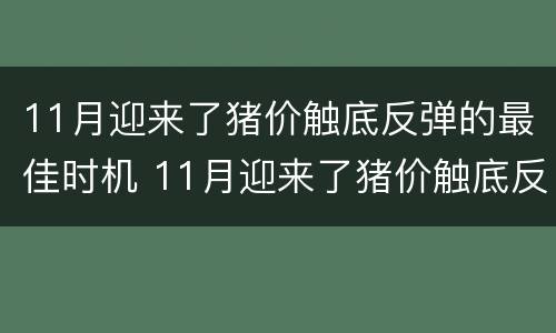 11月迎来了猪价触底反弹的最佳时机 11月迎来了猪价触底反弹的最佳时机是什么