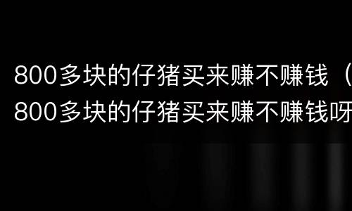 800多块的仔猪买来赚不赚钱（800多块的仔猪买来赚不赚钱呀）