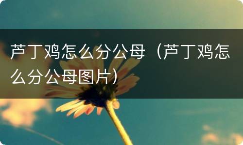 芦丁鸡怎么分公母（芦丁鸡怎么分公母图片）