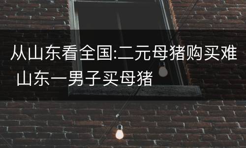从山东看全国:二元母猪购买难 山东一男子买母猪