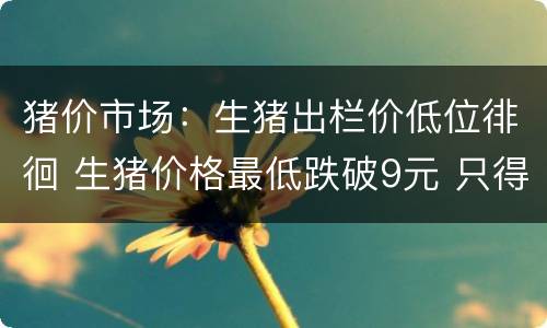 猪价市场：生猪出栏价低位徘徊 生猪价格最低跌破9元 只得年初的五成