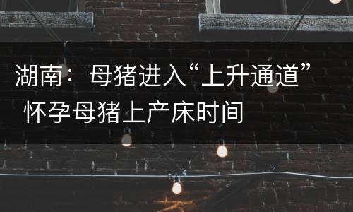 湖南：母猪进入“上升通道” 怀孕母猪上产床时间